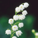 Brin de muguet fleuri