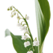 Brin de muguet � offrir