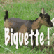 Biquette!