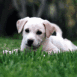 Chiot labrador couch dans l'herbe