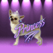 Princesse chihuahua